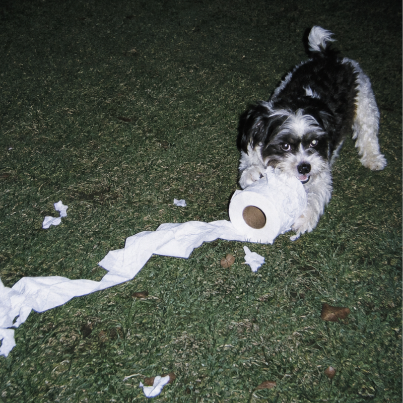 Foods Dogs Can't Eat, Ranked From Bad Idea to Terrible Idea