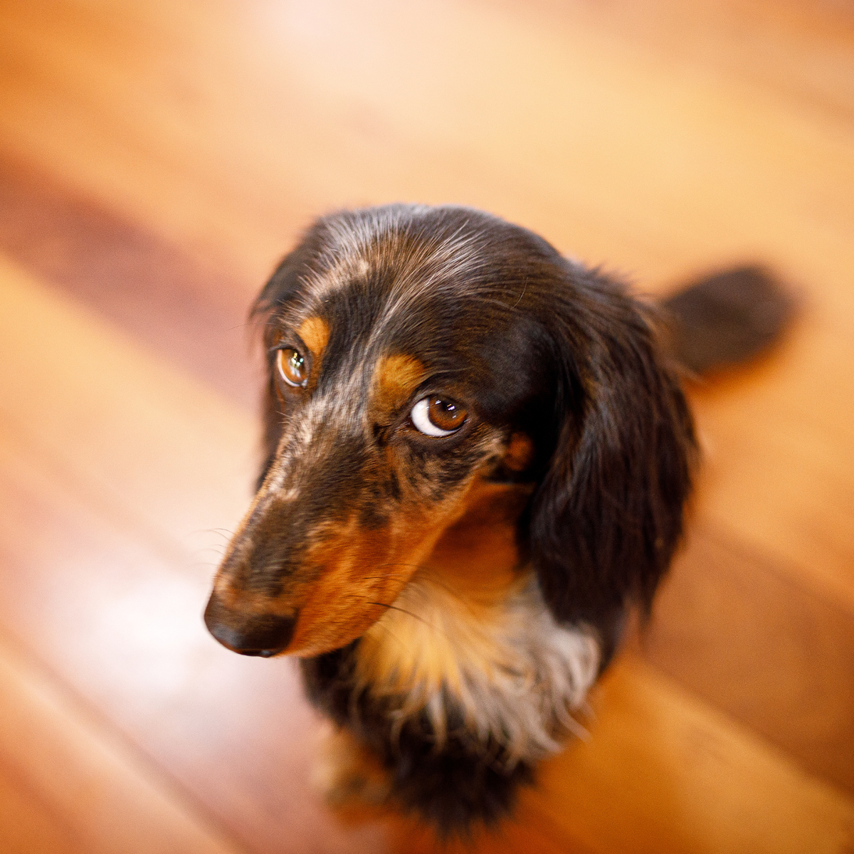 Your Dog's "Guilty Face" Isn't Guilt, It's Something Worse