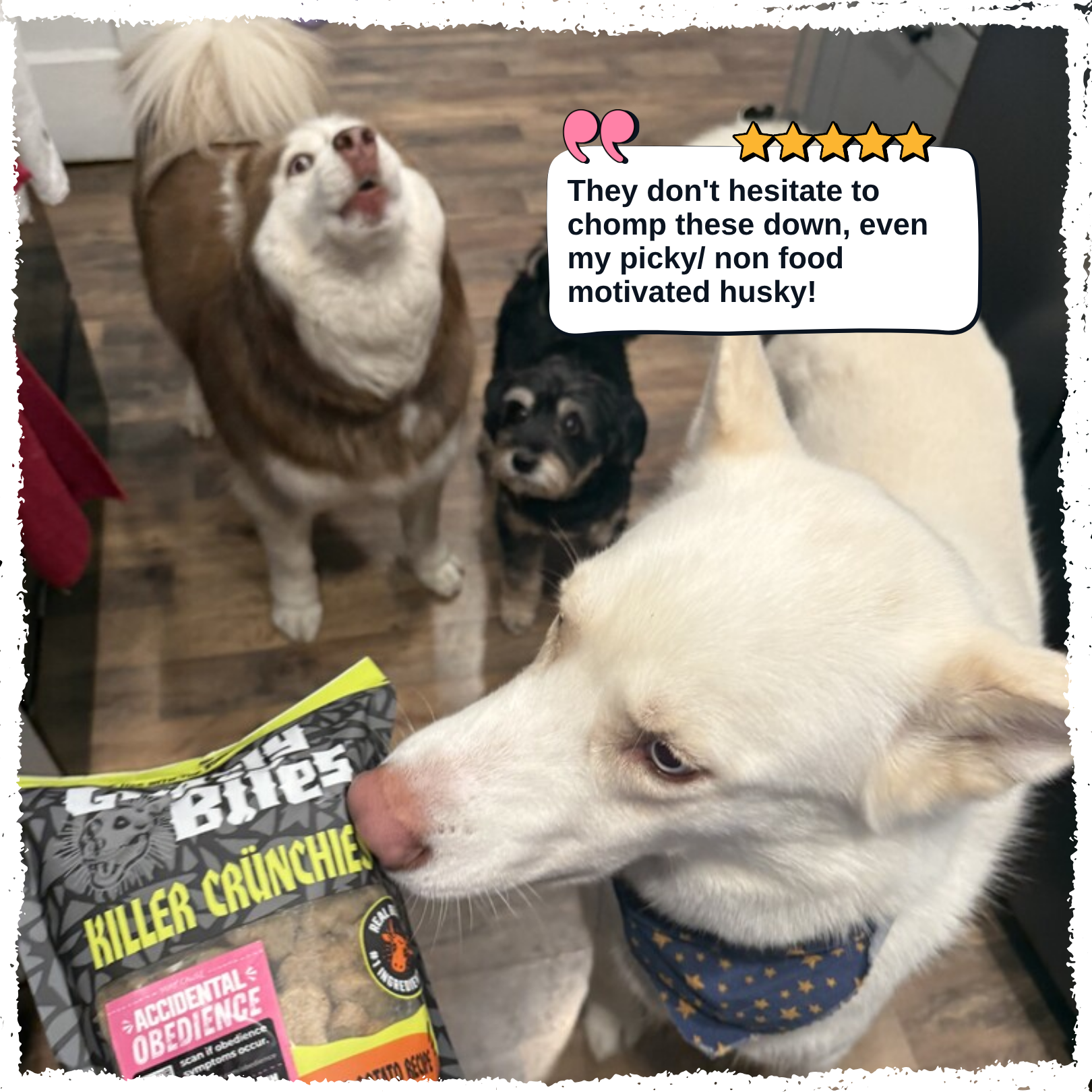 A white dog in the foreground chews a bag of dog treats, with two other dogs standing behind it in an indoor setting. A speech bubble with a five-star rating and a quote are overlaid on the image.