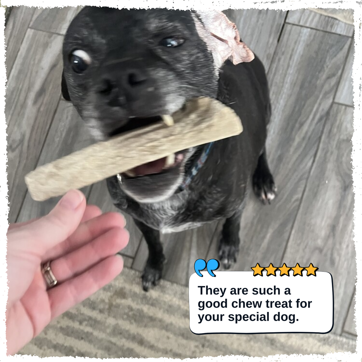 A black dog with white markings is shown from above holding a long, textured chew treat in its mouth while a human hand offers another chew. The photo is set on a wood-look floor with a decorative white border and a text overlay that reads, 'They are such a good chew treat for your special dog.