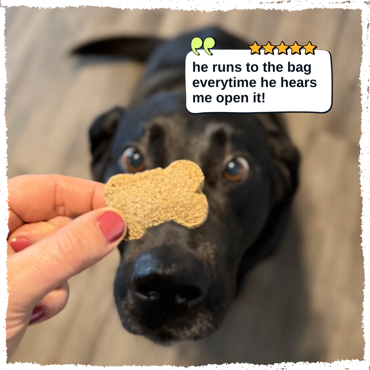 A close-up photo of a black dog looking at a bone-shaped dog treat being held by a person's hand. A speech bubble with a five-star rating and text reads: 'he runs to the bag everytime he hears me open it!'.