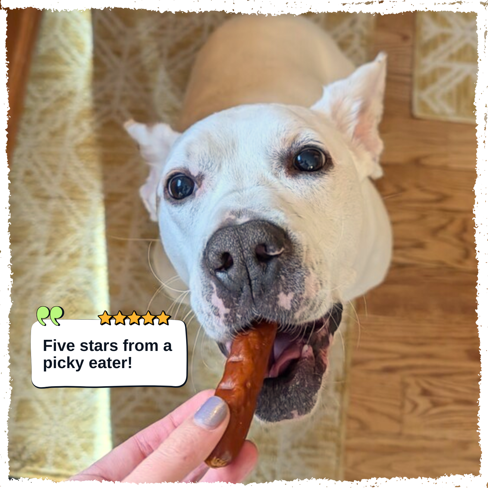 A close-up of a white dog eating a brown sausage treat from a human hand, with a text overlay that reads 'Five stars from a picky eater!'.