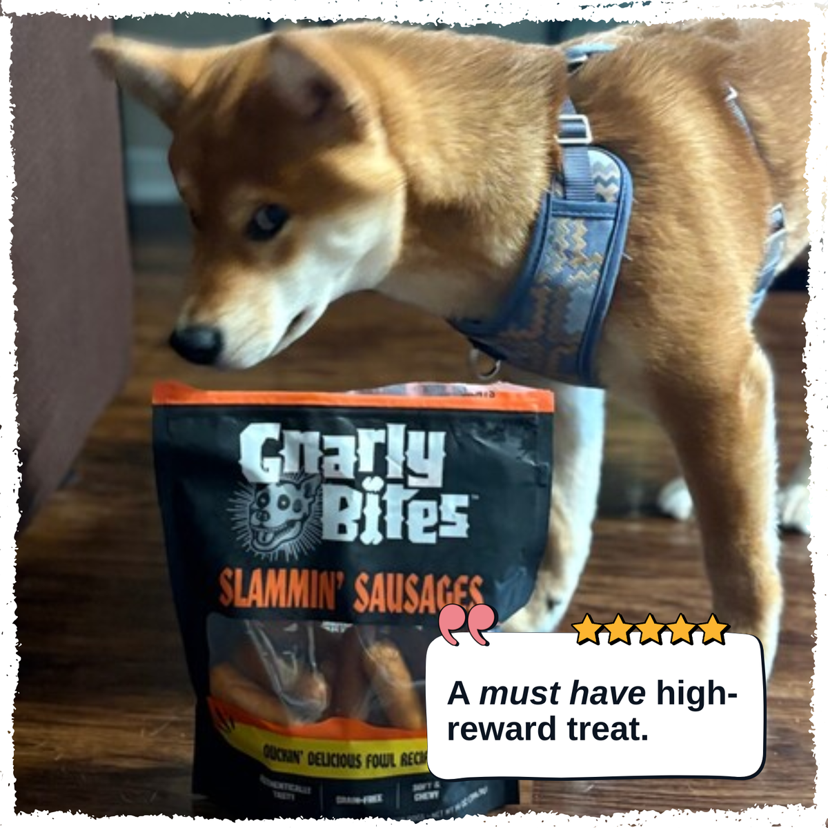 A Shiba Inu dog wearing a blue patterned harness is sniffing a bag of Gnarly Bites Slammin' Sausages dog treats. The bag is black with orange accents and features a white cartoon dog logo.
